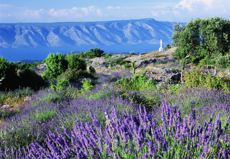 Typical lavender fields towards Brac island, Insel Hvar, Dalmatien, Kroatien